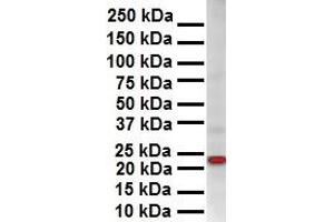 WB Suggested Anti-SOX2 antibody Titration: 1 ug/mL Sample Type: Human OVCAR-3