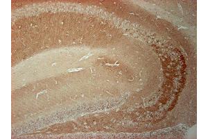 Immunostaining of paraffin embedded sections from mouse hippocampus (dilution 1 : 1000).