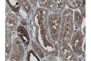 Image no. 1 for anti-Mitochondrial Intermediate Peptidase (MIPEP) (AA 174-516) antibody (ABIN1491015)