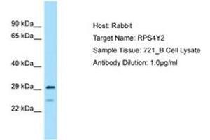 Image no. 1 for anti-Ribosomal Protein S4, Y-Linked 2 (RPS4Y2) (C-Term) antibody (ABIN6749892) (RPS4Y2 anticorps  (C-Term))