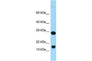 WB Suggested Anti-Rpl37 Antibody Titration: 1. (RPL37 anticorps  (Middle Region))