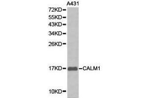 Western Blotting (WB) image for anti-Calmodulin 1 (Calm1) antibody (ABIN1871401) (Calmodulin 1 anticorps)