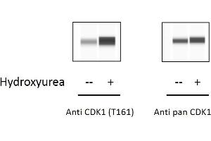 HeLa cells were treated or untreated with Hydroxyurea. (CDK1 Kit ELISA)