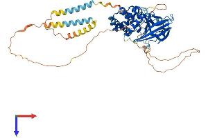 AlphaFold protein structure predicition of Mouse Recombinant Ptpn5 Protein, UniprotID P54830