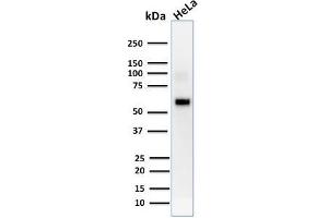Western Blot Analysis of human HeLa cell lysate using AKT1 Mouse Monoclonal Antibody (AKT1/2552). (AKT1 anticorps  (AA 85-189))