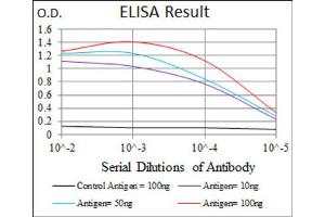 Red: Control Antigen (100ng) ; Purple: Antigen (10ng) ; Green: Antigen (50ng) ; Blue: Antigen (100ng). (NEFH anticorps  (AA 968-1020))
