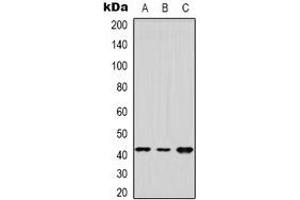 Western blot analysis of DUSP9 expression in Hela (A), HEK293T (B), NIH3T3 (C) whole cell lysates.
