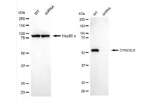 Western blotting analysis using DYNC1LI1 antibody (ABIN7798401).