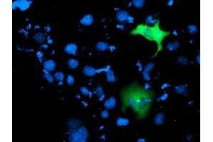 Anti-ITFG2 mouse monoclonal antibody (ABIN2454682) immunofluorescent staining of COS7 cells transiently transfected by pCMV6-ENTRY ITFG2 (RC200818). (ITFG2 anticorps)