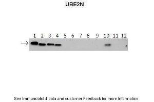 Lanes:   1: 40ng HIS-UBE2D1 protein 2: 40ng HIS-UBE2D2 protein 3: 40ng HIS-UBE2D3 protein 4: 40ng HIS-UBE2D4 protein 5: 40ng HIS-UBE2E1 protein 6: 40ng HIS-UBE2E2 protein 7: 40ng HIS-UBE2E3 protein 8: 40ng HIS-UBE2K protein 9: 40ng HIS-UBE2L3 protein 10: 40ng HIS-UBE2N protein 11: 40ng HIS-UBE2V1 protein 12: 40ng HIS-UBE2V2 protein.