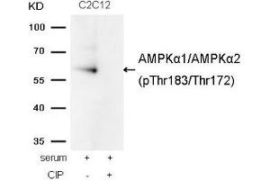 Western blot analysis of extracts from C2C12 cells, treated with serum or calf intestinal phosphatase (CIP), using AMPKα1/AMPKα2(Phospho-Thr174/Thr172) Antibody. (AMPK alpha anticorps  (pThr172, pThr183))