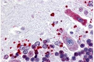 anti-Neuropeptides B/W Receptor 1 (NPBWR1) (Cytoplasmic Domain) antibody