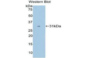 Western Blotting (WB) image for anti-Cytochrome P450, Family 1, Subfamily A, Polypeptide 1 (CYP1A1) (AA 1-250) antibody (ABIN1858586) (CYP1A1 anticorps  (AA 1-250))