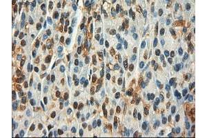 Image no. 9 for anti-Myc Proto-Oncogene protein (MYC) antibody (ABIN1497012) (c-MYC anticorps)