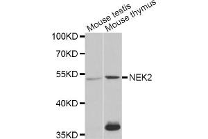 Western blot analysis of extracts of various cell lines, using NEK2 antibody. (NEK2 anticorps)