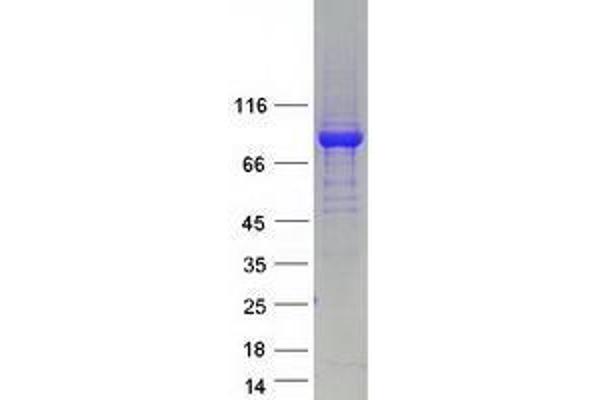 WDR26 Protein (Transcript Variant 2) (Myc-DYKDDDDK Tag)