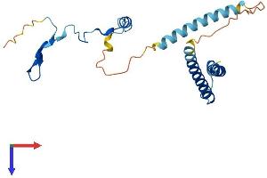 AlphaFold protein structure predicition of Mouse Recombinant Pym1 Protein, UniprotID Q8CHP5