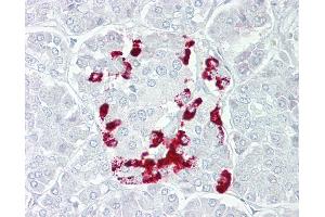 Anti-SSTR1 antibody IHC of human pancreas.