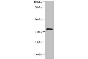 Western blot All lanes: Calcium homeostasis modulator protein 1 antibody at 7 μg/mL + Mouse liver tissue Secondary Goat polyclonal to rabbit IgG at 1/10000 dilution Predicted band size: 38 kDa Observed band size: 38 kDa (CALHM1 anticorps  (AA 202-346))