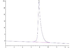 The purity of Cynomolgus CD3E is greater than 95 % as determined by SEC-HPLC. (CD3 epsilon Protein (CD3E) (AA 22-117) (Fc Tag))