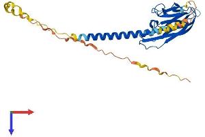 AlphaFold protein structure predicition of Mouse Recombinant Faslg Protein, UniprotID P41047