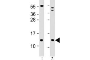 Western blot testing of human 1) human brain and 2) LNCaP cell lysate with C18orf32 antibody at 1:2000. (C18orf32 anticorps  (AA 26-58))