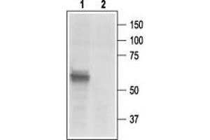 Western blot analysis of rat DRG lysates: - 1.