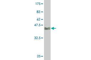 Western Blot detection against Immunogen (38.