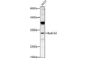 Western blot analysis of extracts of MCF7 cells, using Bcdin3d antibody (ABIN7265842) at 1:500 dilution. (BCDIN3D anticorps)