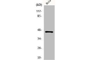 Western Blot analysis of COLO205 cells using HORMAD1 Polyclonal Antibody