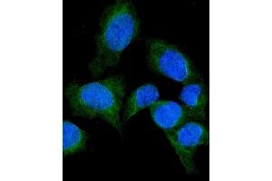 IF analysis of SFRP1 using anti-SFRP1 antibody (ABIN6719484). (SFRP1 anticorps)