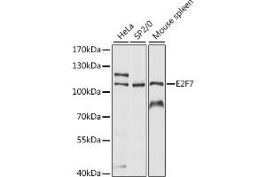 Western blot analysis of extracts of various cell lines, using E2F7 antibody (ABIN7266877) at 1:1000 dilution.