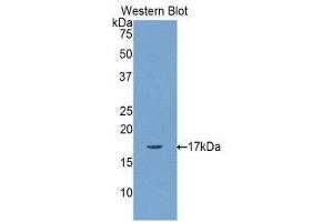 Western Blotting (WB) image for anti-Myosin, Light Chain 1, Alkali, Skeletal, Fast (MYL1) (AA 3-139) antibody (ABIN1859936) (MYL1 anticorps  (AA 3-139))