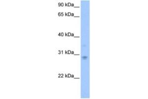 Western Blotting (WB) image for anti-DCN1, Defective in Cullin Neddylation 1, Domain Containing 3 (DCUN1D3) antibody (ABIN2463546) (DCUN1D3 anticorps)