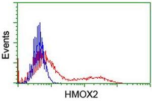 HEK293T cells transfected with either RC201777 overexpress plasmid (Red) or empty vector control plasmid (Blue) were immunostained by anti-HMOX2 antibody (ABIN2455214), and then analyzed by flow cytometry. (HMOX2 anticorps)