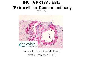 Image no. 1 for anti-G Protein-Coupled Receptor 183 (GPR183) (2nd Extracellular Domain) antibody (ABIN1735017)