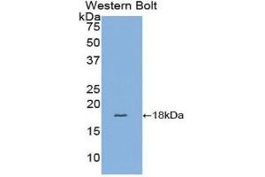 Western Blotting (WB) image for anti-Fatty Acid Binding Protein 4, Adipocyte (FABP4) (AA 2-132) antibody (ABIN1858783)