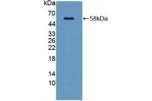 Detection of Recombinant KLK1, Mouse using Polyclonal Antibody to Kallikrein 1 (KLK1) (Kallikrein 1 anticorps  (AA 27-261))