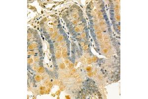 Immunohistochemistry of paraffin embedded rat duodenum using CLCA1 (ABIN7073472) at dilution of 1:700 (400x lens) (CLCA1 anticorps)