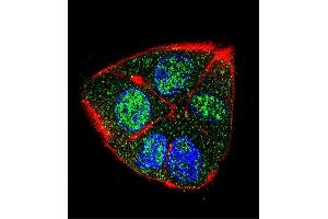 Confocal immunofluorescent analysis of IFT88 Antibody (C-term) (ABIN655090 and ABIN2844723) with HepG2 cell followed by Alexa Fluor 488-conjugated goat anti-rabbit lgG (green).