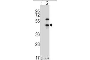 Western blot analysis of CDKL1 (arrow) using rabbit polyclonal CDKL1 Antibody  (ABIN391762 and ABIN2841627). (CDKL1 anticorps  (C-Term))