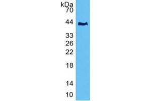 Rabbit Detection antibody from the kit in WB with Positive Control: Sample Caprine Lung lysate.