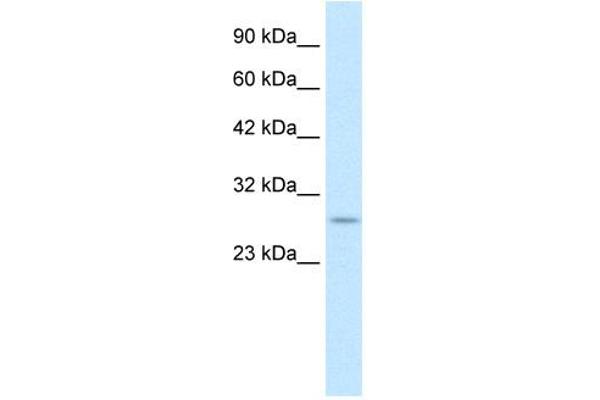 RNF141 抗体  (Middle Region)