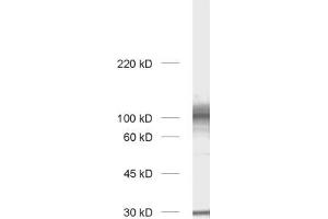 Western Blotting (WB) image for anti-Chloride Channel 3 (CLCN3) (AA 558-689) antibody (ABIN1742509) (CLCN3 anticorps  (AA 558-689))