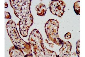 IHC image of ABIN7146458 diluted at 1:500 and staining in paraffin-embedded human placenta tissue performed on a Leica BondTM system. (Calcyphosine 2 anticorps  (AA 191-274))
