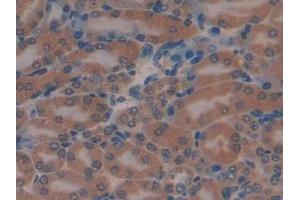 Detection of MIB2 in Mouse Kidney Tissue using Polyclonal Antibody to Mindbomb Homolog 2 (MIB2)