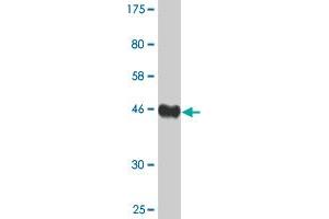 Western Blot detection against Immunogen (44. (AGR2 anticorps  (AA 1-175))