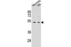 WDR86 Antibody (C-term) western blot analysis in NCI-H292,293 cell line lysates (35 µg/lane). (WDR86 anticorps  (C-Term))