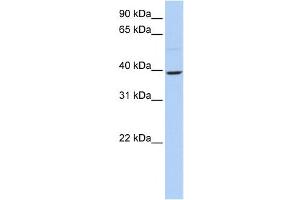 Western Blotting (WB) image for anti-Kruppel-Like Factor 12 (KLF12) antibody (ABIN2458348) (KLF12 anticorps)