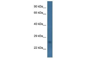 Western Blot showing CHCHD6 antibody used at a concentration of 1.